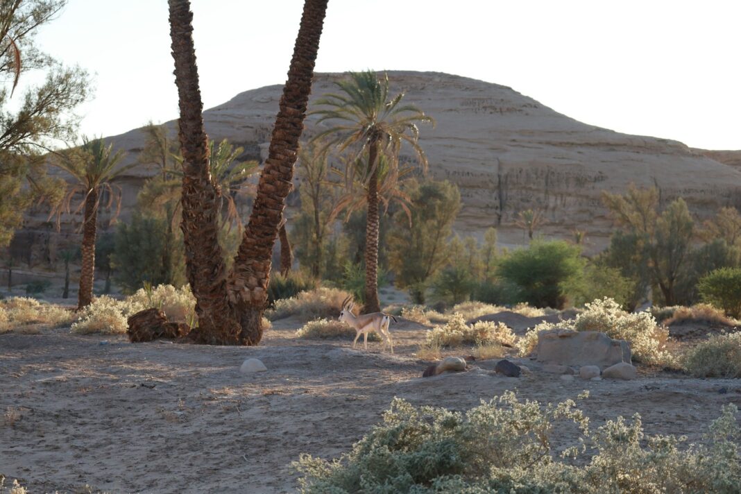 A couple of palm trees sitting in the middle of a desert