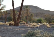 A couple of palm trees sitting in the middle of a desert