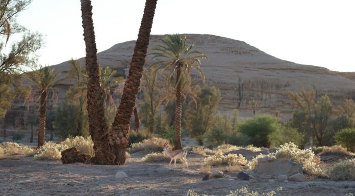 A couple of palm trees sitting in the middle of a desert