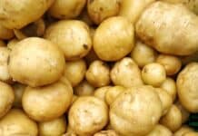 Dossier: Le rôle des passages illégaux dans l’économie locale et régionale a pile of potatoes sitting next to each other