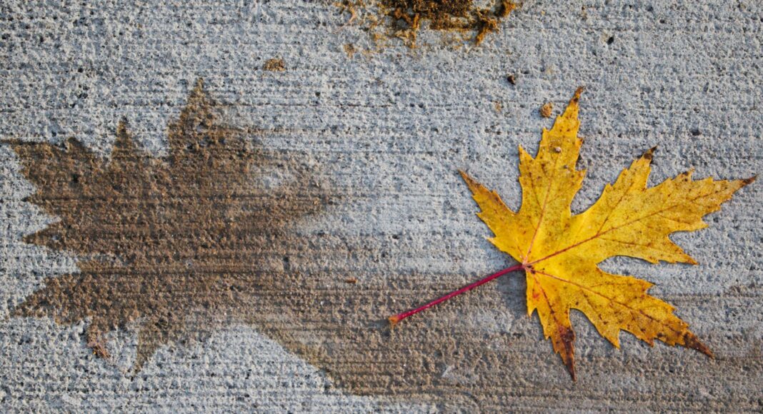 a yellow leaf laying on the ground next to a brown leaf