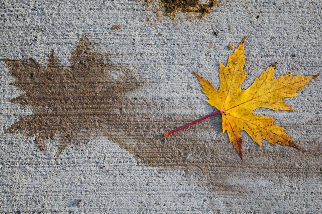a yellow leaf laying on the ground next to a brown leaf