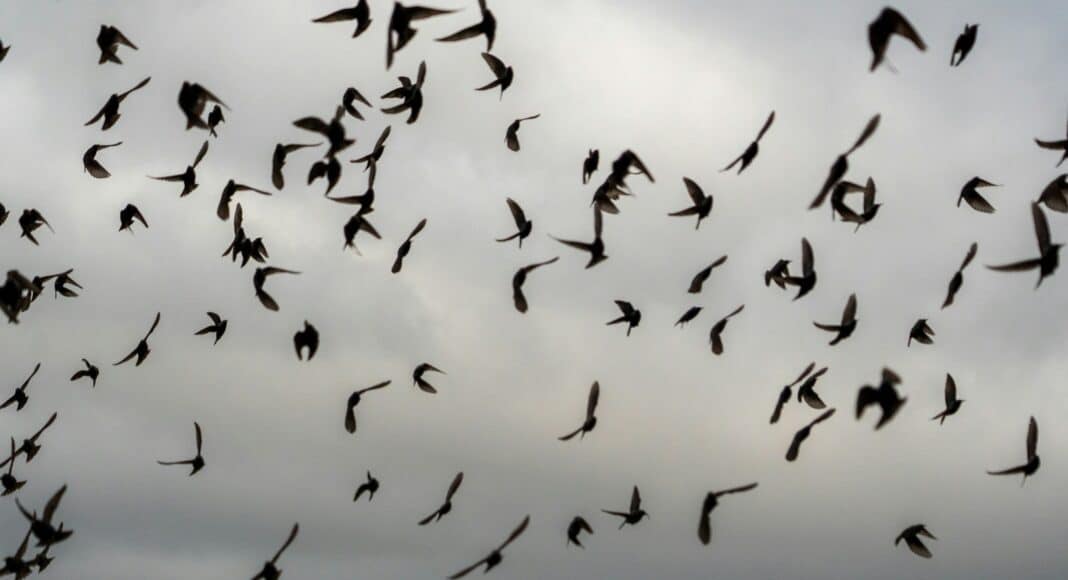 flock of birds flying under blue sky during daytime