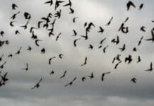 flock of birds flying under blue sky during daytime