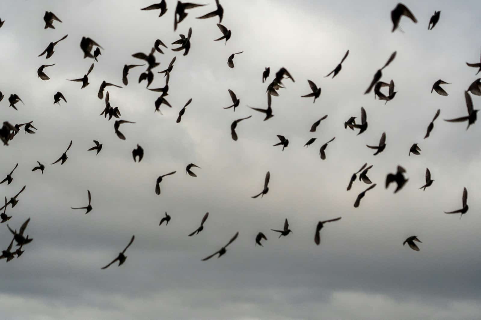 Israël exigerait à rester temporairement au Sud Liban flock of birds flying under blue sky during daytime