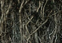 brown tree roots