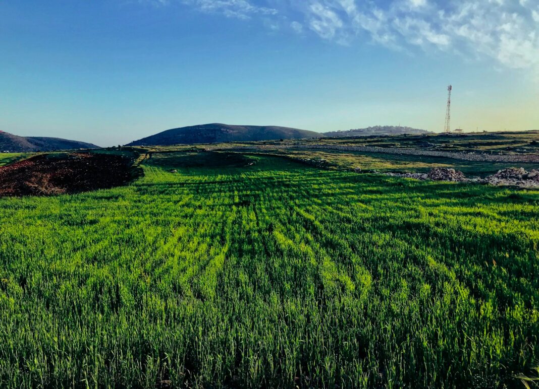 green grass field under blue sky during daytime