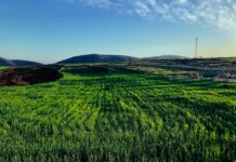 green grass field under blue sky during daytime