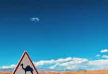 Le Maroc dans la tempête arabe camel signage