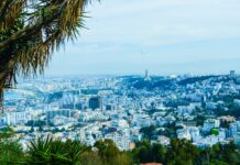 green palm tree near city buildings during daytime