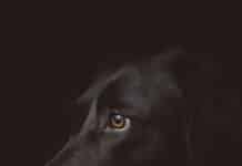 black dog photography