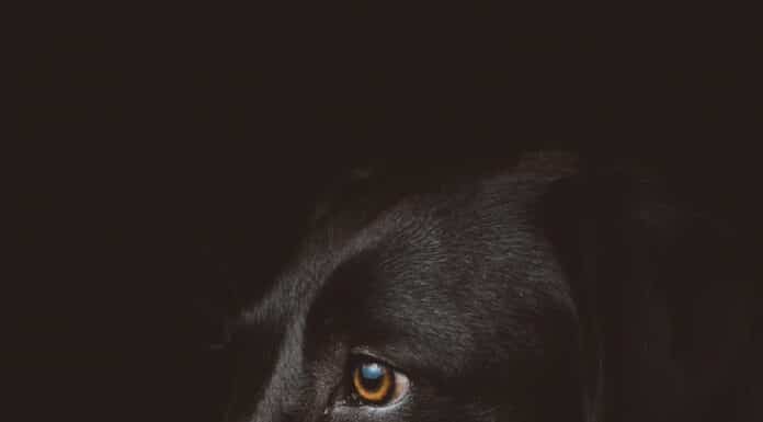 black dog photography