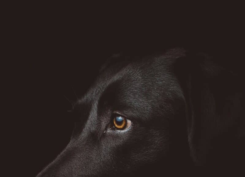 black dog photography