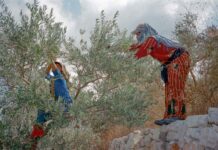 Cueillette à la main des olives. Photo par Michel Aoun pour Solar.