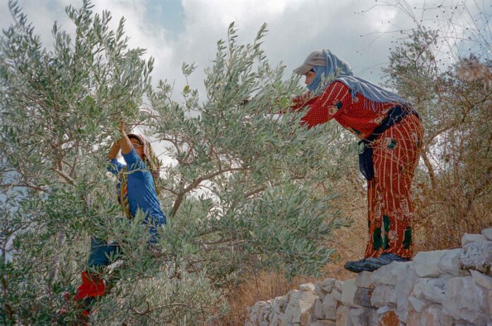 Cueillette à la main des olives. Photo par Michel Aoun pour Solar.