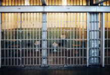 brown and white short coated dog in cage