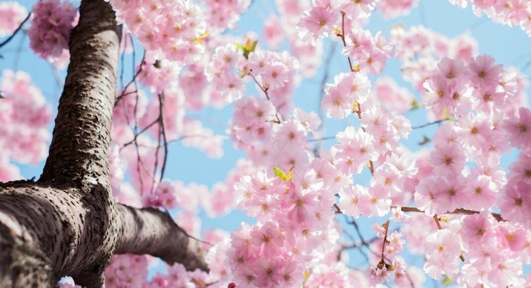 low angle photo of cherry blossoms tree