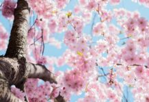 low angle photo of cherry blossoms tree