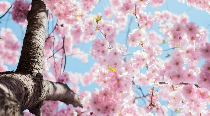 low angle photo of cherry blossoms tree