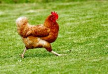 Les sports de combat au Liban : des talents émergents sur la scène régionale brown chicken on green grass field during daytime