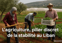 L’agriculture, levier discret de résilience économique et sociale au Liban