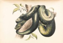 green and black snake illustration