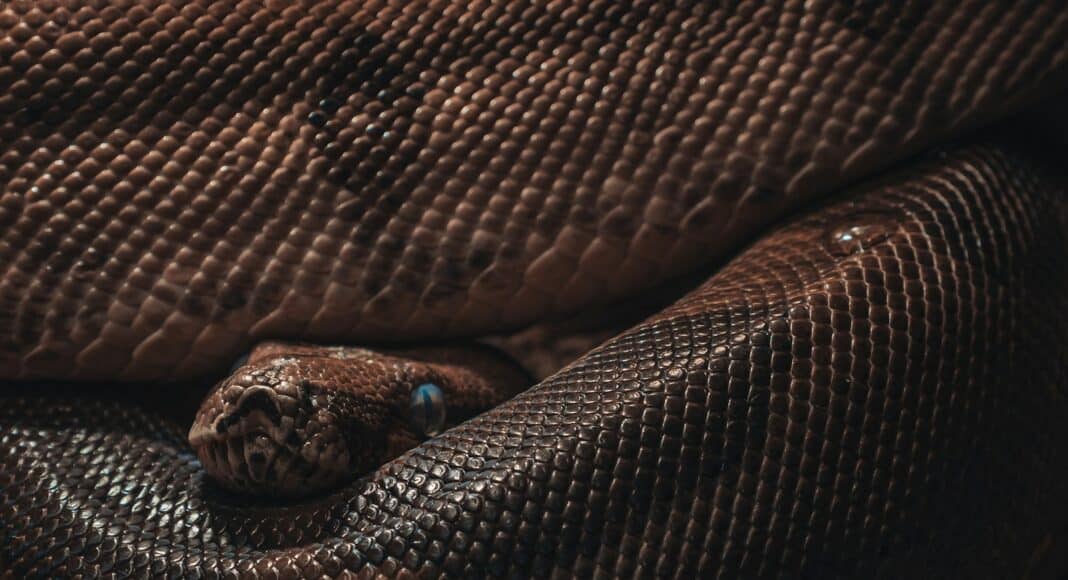 brown and black snake skin textile