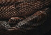 brown and black snake skin textile