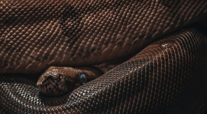 brown and black snake skin textile
