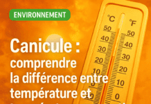 Canicule : comprendre la différence entre température et température ressentie