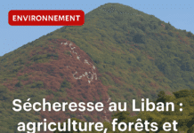 Sécheresse au Liban : agriculture, forêts et biodiversité menacées