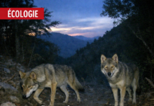 Deux loups gris aperçus dans la vallée de Wadi Aoudin à Akkar pour la première fois depuis des décennies