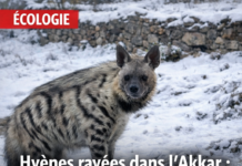 Apparitions de hyènes rayées dans l’Akkar : le ministère de l’Agriculture émet un avertissement après des observations récentes