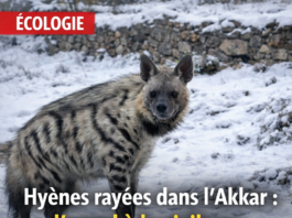 Apparitions de hyènes rayées dans l’Akkar : le ministère de l’Agriculture émet un avertissement après des observations récentes