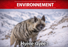 La hyène rayé, animal national du Liban
