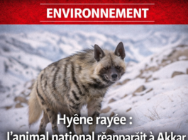 La hyène rayé, animal national du Liban