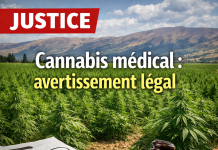 Liban : le président de l’autorité de régulation du cannabis émet un avertissement légal contre la diffusion d’informations trompeuses