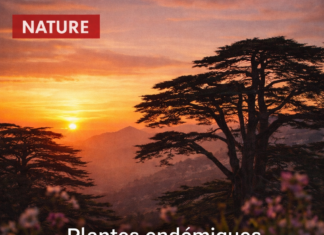 Liban/Patrimoine: Les défis des plantes endémiques du Liban Liban/Patrimoine: Les défis des plantes endémiques du Liban
