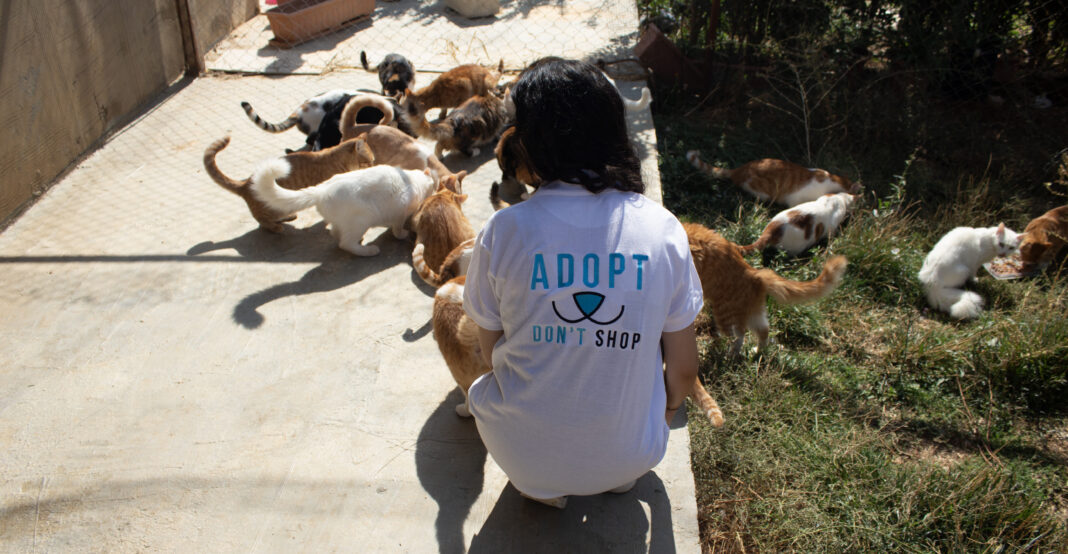 Au Liban, la crise économique frappe aussi les animaux : l’adoption comme acte de solidarité