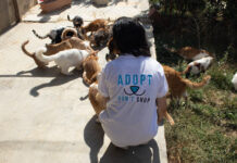 Au Liban, la crise économique frappe aussi les animaux : l’adoption comme acte de solidarité Au Liban, la crise économique frappe aussi les animaux : l’adoption comme acte de solidarité
