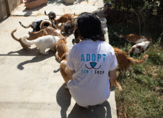 Au Liban, la crise économique frappe aussi les animaux : l’adoption comme acte de solidarité Au Liban, la crise économique frappe aussi les animaux : l’adoption comme acte de solidarité