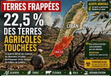 Au Liban, 22,5 % des terres agricoles touchées par la guerre