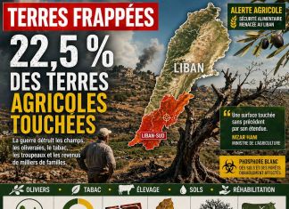 Au Liban, 22,5 % des terres agricoles touchées par la guerre