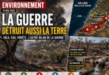 Liban : l’impact environnemental de la guerre Liban : l’impact environnemental de la guerre
