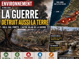 Liban : l’impact environnemental de la guerre