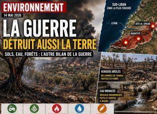 Liban : l’impact environnemental de la guerre