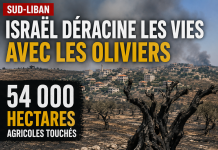 Au Sud-Liban, Israël déracine les vies avec les oliviers