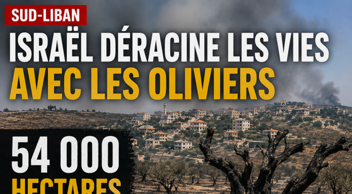 Au Sud-Liban, Israël déracine les vies avec les oliviers