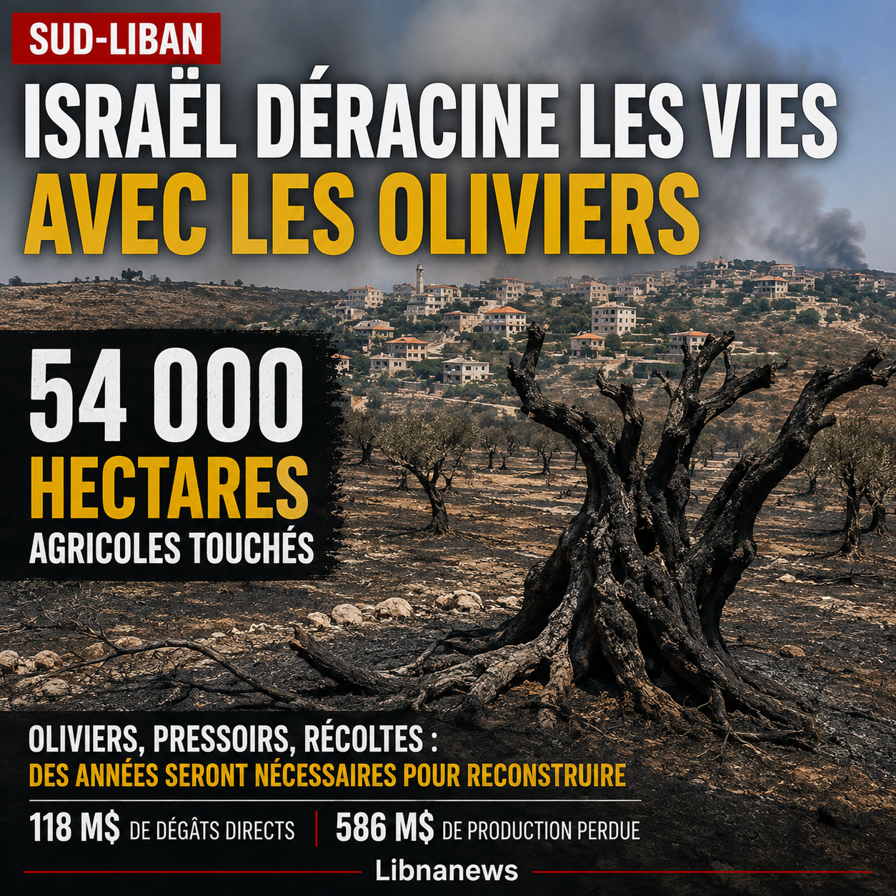 Au Sud-Liban, Israël déracine les vies avec les oliviers