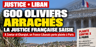 Liban : plainte à Paris pour 600 oliviers arrachés